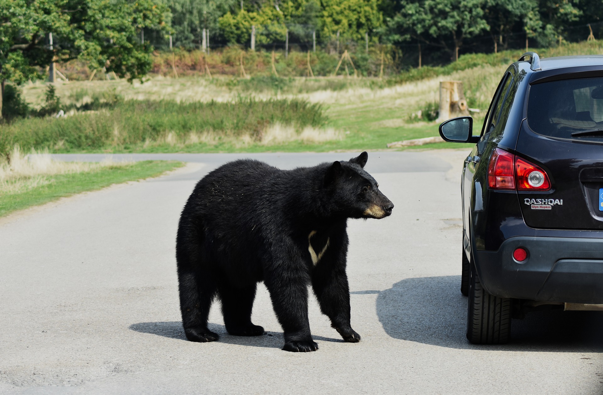 bear next to a car